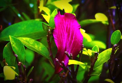 Close-up of bee on pink flower