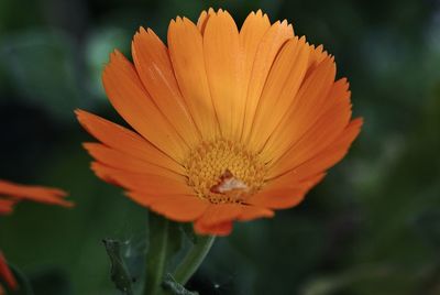 Close-up of yellow flower