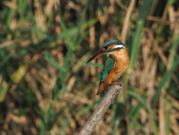 Close-up of bird perching on a branch