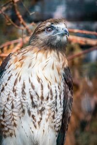 Close-up of an animal