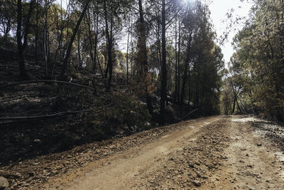 Road amidst trees in forest