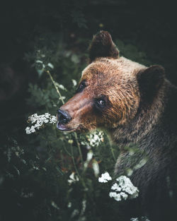 Portrait of bear standing on field in forest