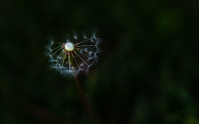 Close-up of dandelion against blurred background