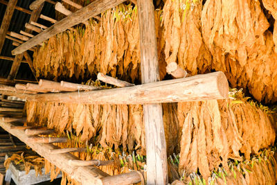 Close-up of wooden logs in forest