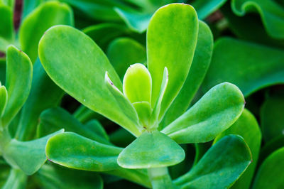 Full frame shot of succulent plant