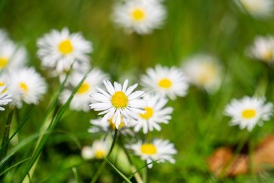 Close-up of white daisy flowers on field