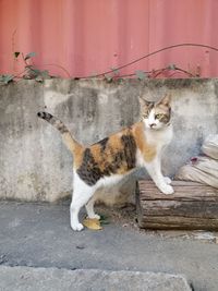 Cat relaxing by wall