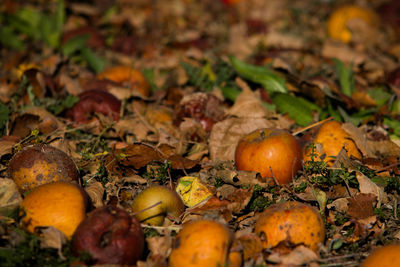 Close-up of fruits and leaves on field