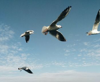 Low angle view of seagulls flying against sky