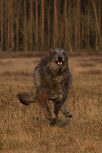 Scottish deerhound dog running on field