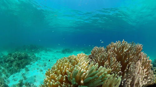 sea