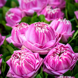 Close-up of pink tulips