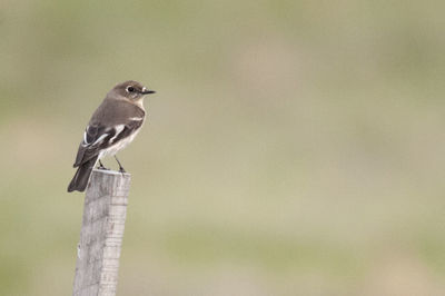 Side view of bird on pole against blurred background