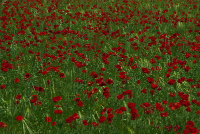 Close-up of red flowers blooming in field