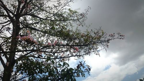 Low angle view of tree against sky