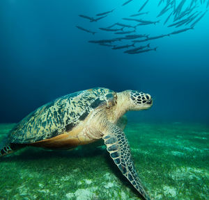 Turtle swimming in sea