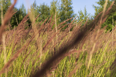 Close-up of fresh plants on field against sky