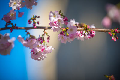 Close-up of pink cherry blossom