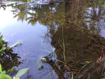 High angle view of leaves floating on water