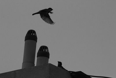 Low angle view of bird flying against clear sky