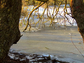 Trees by lake against sky