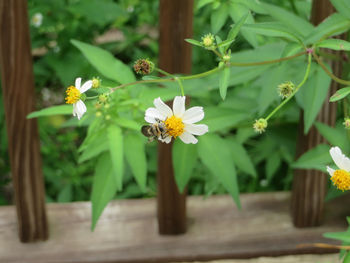 Close-up of yellow flowering plant