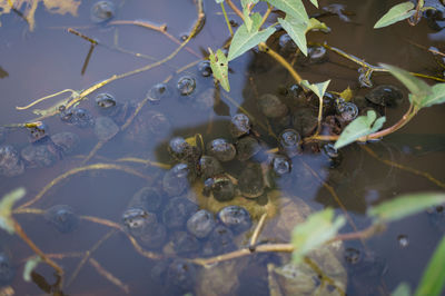 High angle view of crab on plant