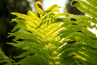 leaf