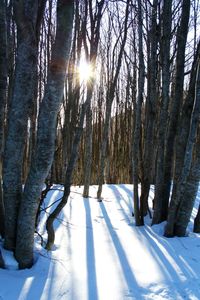 Sunlight streaming through trees on snow covered land