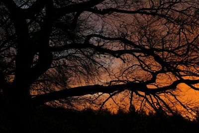 Silhouette of tree at sunset