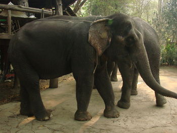 View of elephant in zoo