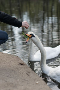 Cropped hand feeding leaf to swan in lake