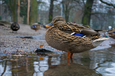 Female mallard duck at lakeshore