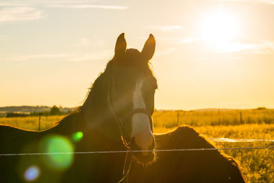 Horses on grassy field at ranch during sunny day