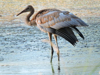 Sandhill crane in shallow water at lakeshore