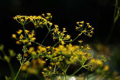 Close-up of yellow flowering plant