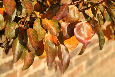 Close-up of dry leaves on plant