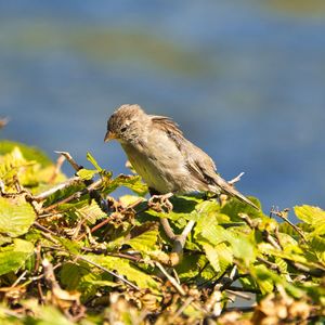 Close-up of bird perching on a plant