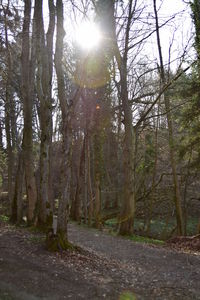 Trees in forest against sky