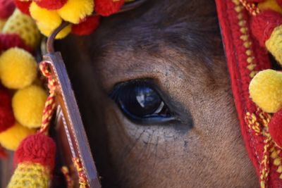 Close-up of horse