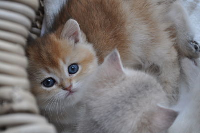 Portrait of ginger cat