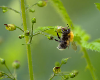 Close-up of bee pollinating flower