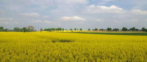 Scenic view of oilseed rape field against sky