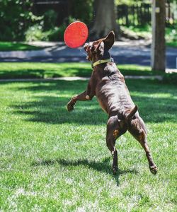 Dog playing with disc on field