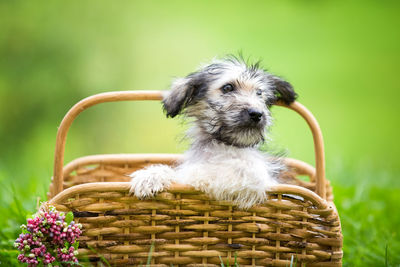 Close-up of a dog looking away