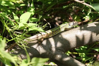 Close-up of a lizard on plant