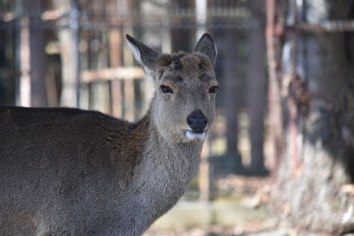 Close-up portrait of deer