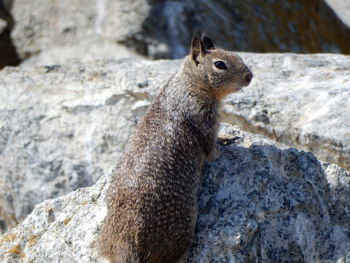 Squirrel resting amidst rocks