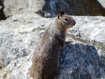 Close-up of squirrel on rock