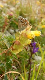 Close-up of insect on yellow flower